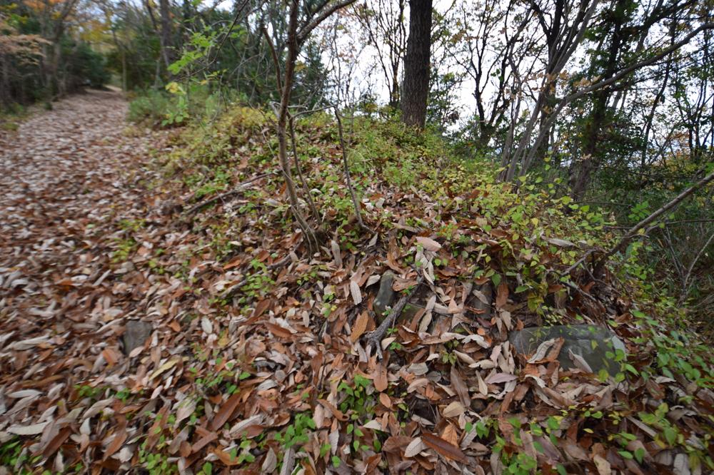 Click for full size image of Iwaseoyama Kofungun (PID:175308) Iwaseoyama Kofungun