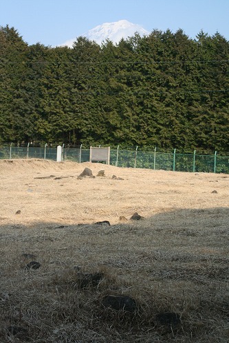 The top of Mt.Fuji can be seen beyond the wood.