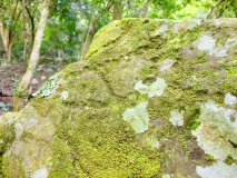 Wanshan petroglyphs - PID:297858