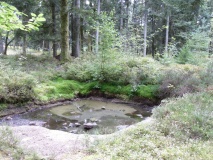Camp Celtique de la Bure - PID:171620