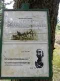Camp Celtique de la Bure - PID:171621