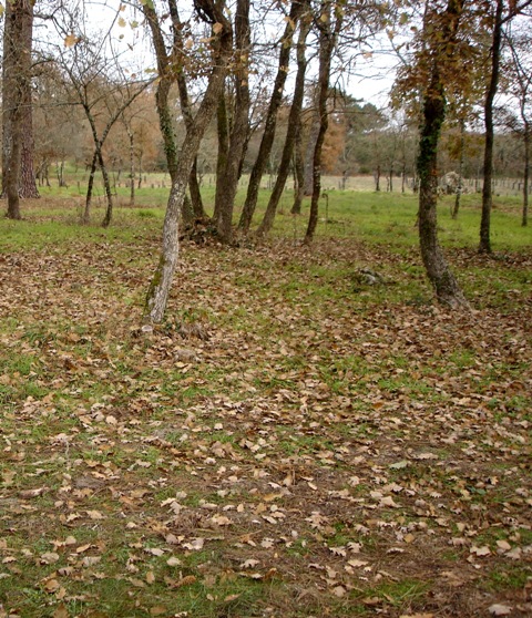 La Pile de Caubeyres