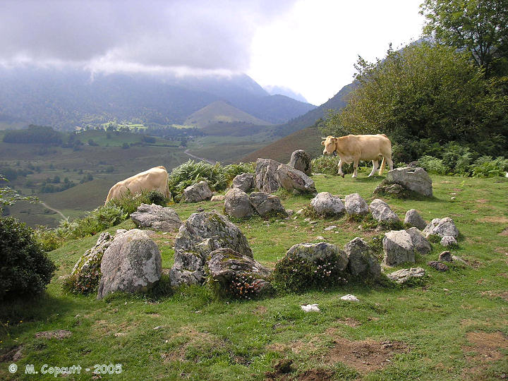After a long walk up here in the clouds and rain at 950 metres altitude, I spent a long time just soaking in the wonderful atmosphere. 

After a while, the clouds began to rise so I hung around longer to see what happened. Eventually the cloud lifted and I got some wonderful views. 

Then the cattle arrived !