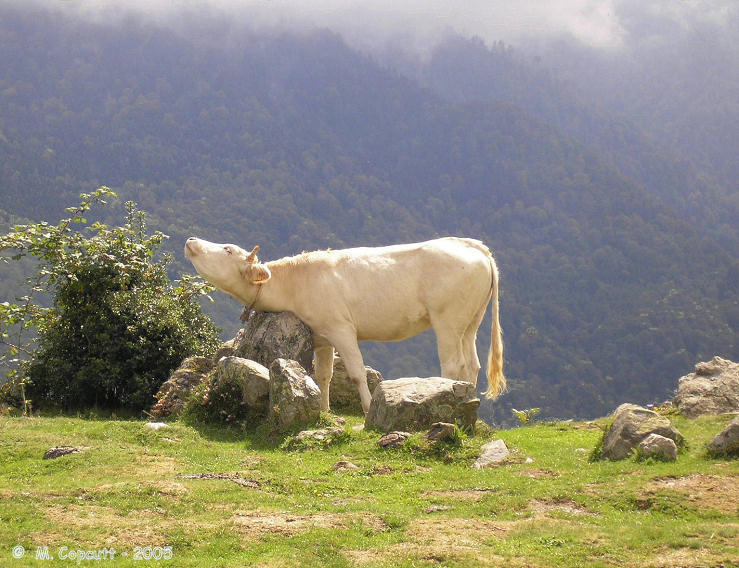 Lou Couraus Cromlechs, high up in the Pyrenees. 

Still used to this day, 4500 years on, as a cattle scratching place. 
