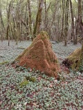 Dolmen des Coutoux