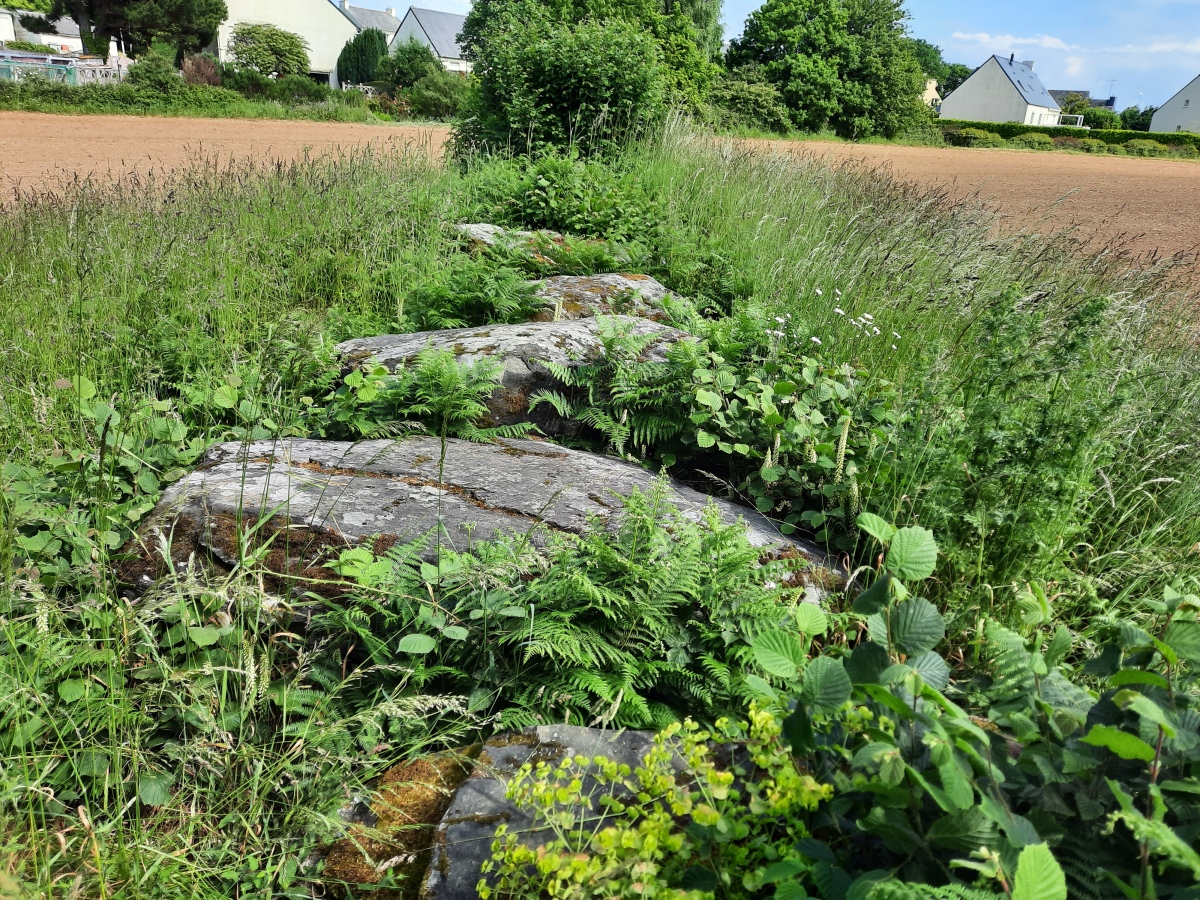 Click for the gallery page to add comments and vote (PID:260583) Allée couverte de la Ville-Glé