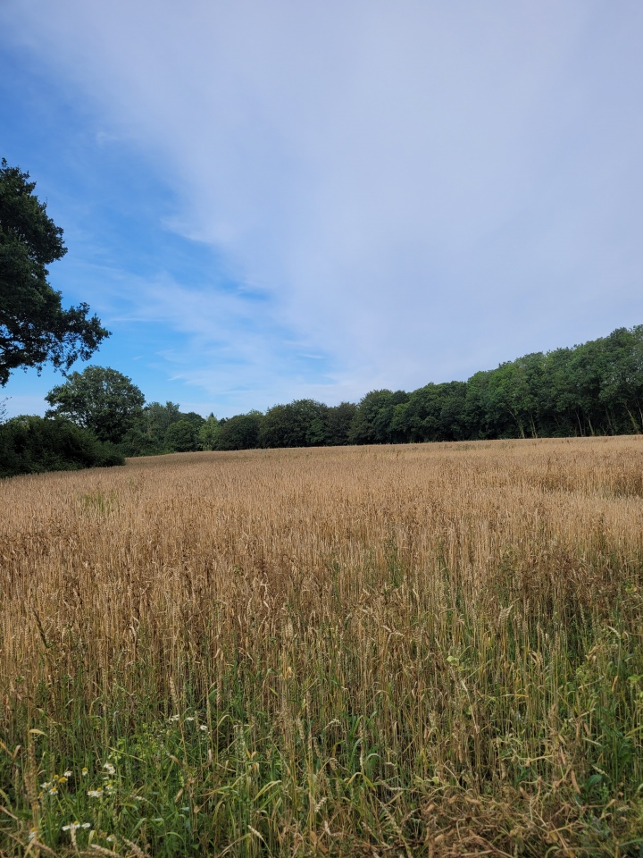Click for the gallery page to add comments and vote (PID:309087) Menhir de Menou-Glas