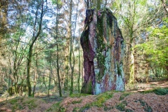 Roc'h ar Lein Menhir