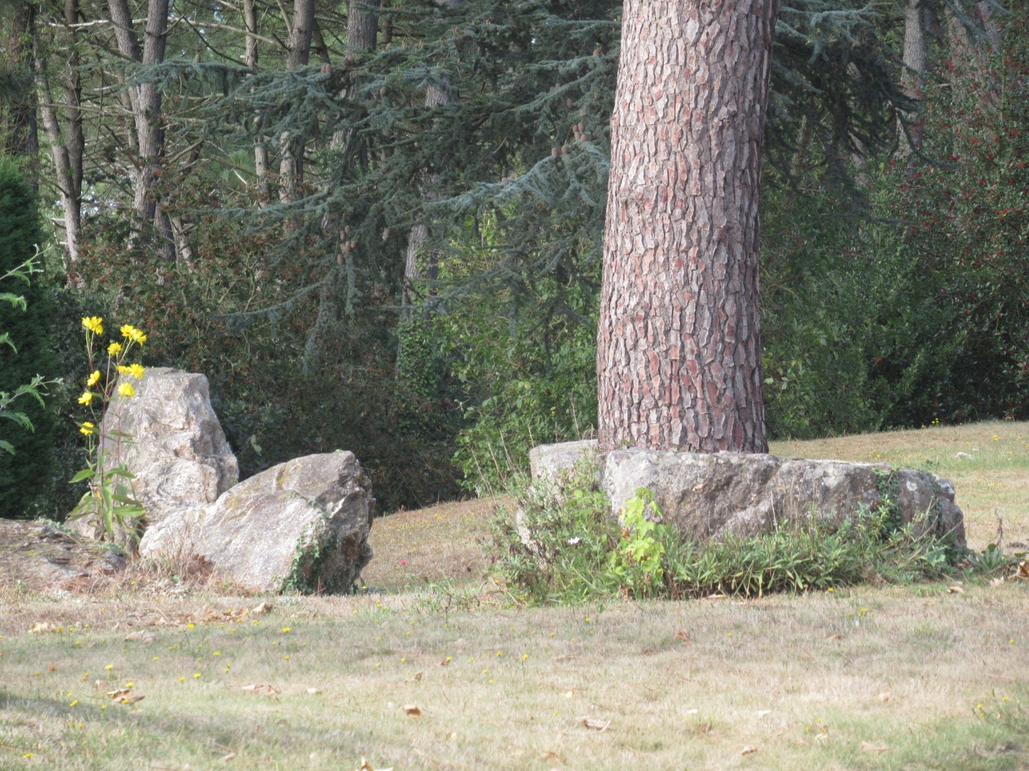 Click for the gallery page to add comments and vote (PID:186411) Allée Couverte du Haut Bodel