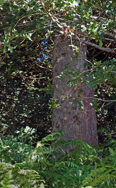 Click for the gallery page to add comments and vote (PID:103287) Menhir du Mené