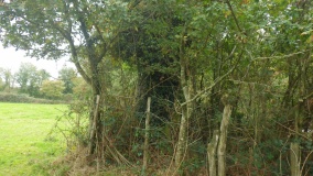 Grand Breuil Menhir