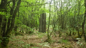 Bugul er Hoët Menhir