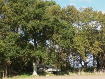 Dolmen de Er-Roc'h-Feutet