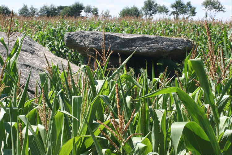 Near Melgven
Just see top of second cap stone near left side. Standing any further back and wouldn't see the monument at all because of the height of the maize.