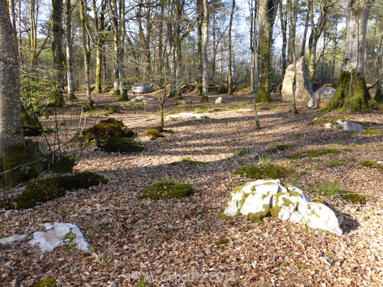 Wander into the delightful ancient woodland, and it is soon seen that the quartz menhir is not alone, being accompanied by a large number of other quartz stones.

It initially looked as if these stones were in several lines, but to be honest they could be fairly randomly positioned, and lines are always going to appear.  