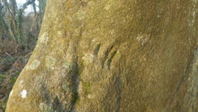 Menhirs de Men Bras 2