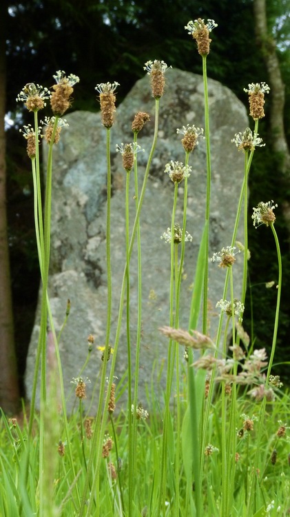 Kerelcun menhir