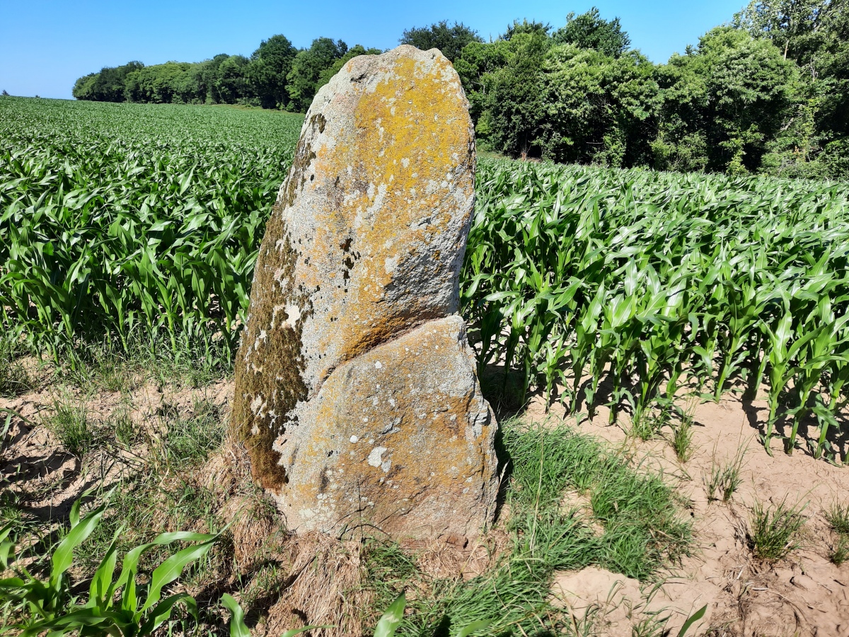 Menhir de la Pierre Fichée (La Pinelais)