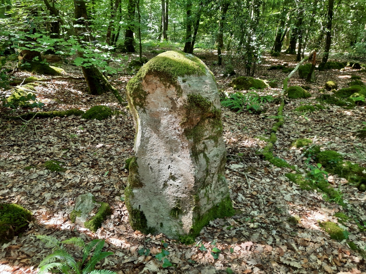 Click for the gallery page to add comments and vote (PID:246046) Menhir de la Forêt de Haute-Sève 1