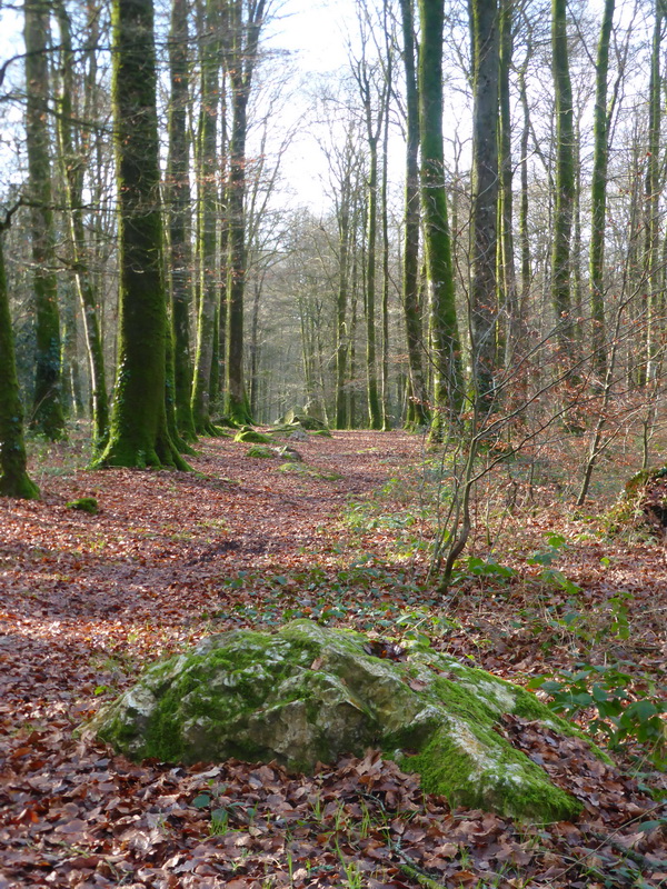 Cordon des Druides