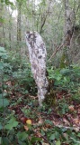 Menhir dit la Grande Borne (Chanceaux-près-Loches) - PID:266812