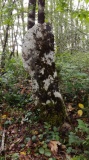 Menhir dit la Grande Borne (Chanceaux-près-Loches) - PID:266813