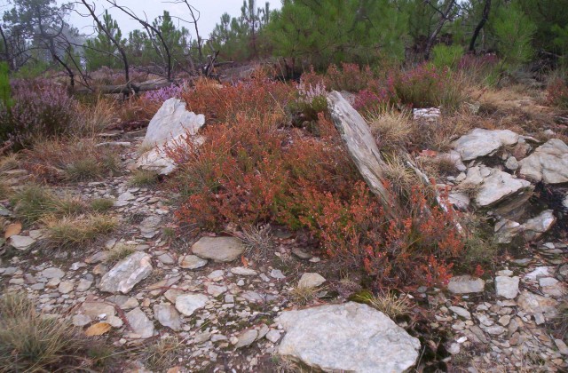Click for the gallery page to add comments and vote (PID:52765) Mortissou dolmen 6