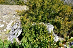 Dolmen du Mas d'Aussel 2