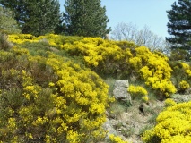 Menhirs des Fosses