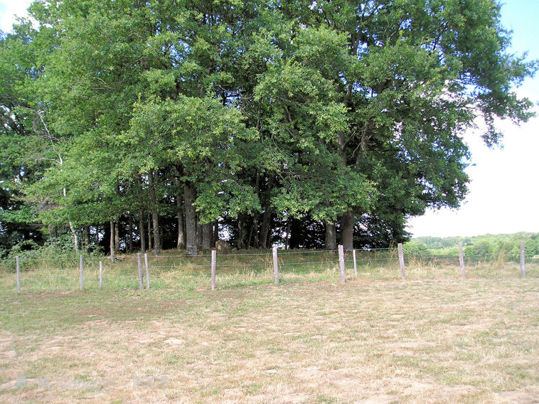 Pierre Folle de Saint-Priest-la-Feuille Strangely, it is not quite on the top of the hill, but just 30 metres from it. The hilltop, just to the north, looks to have a mound built on top of it, I wonder whether there was another tomb here, and perhaps was once another dolmen ?
