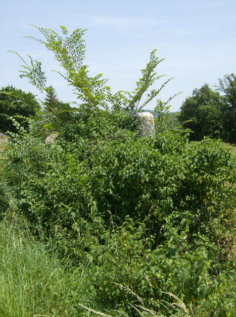 La Pierre Plantée (Le Pigeon Haut)
