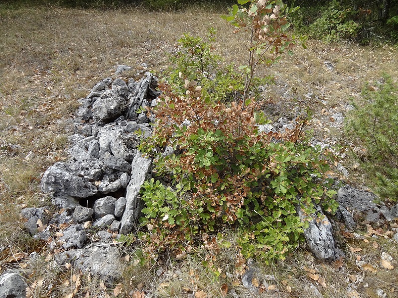 Click for the gallery page to add comments and vote (PID:187954) Dolmen de Moussac