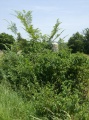 La Pierre Plantée (Le Pigeon Haut) - PID:40103