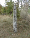 Menhir de Courtis