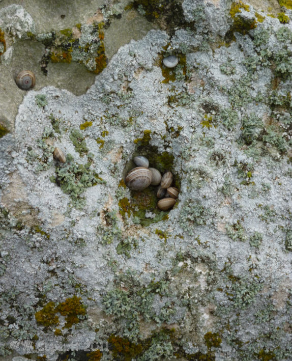 There are several holes and nicks in it, within which are living many small snails, which reminded me of my visit to the Drift stones in Cornwall. 