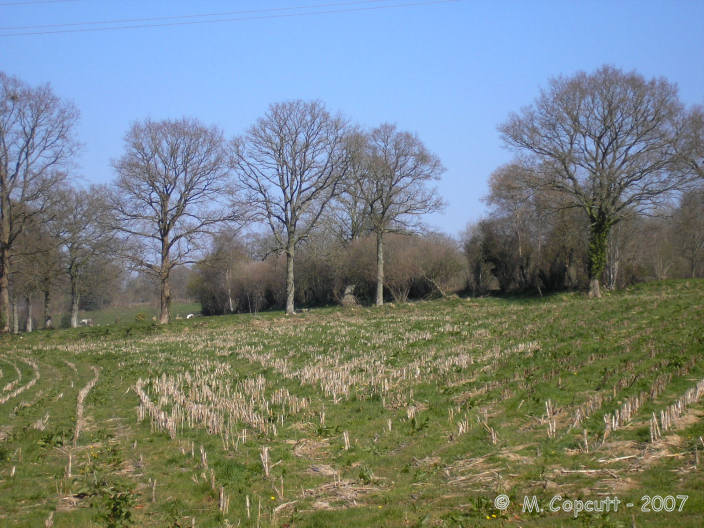 Despite being less than 200 metres down a track from the road between Dangy and Cerisy-la-Salle, the stones could only be viewed from across the fields nearby.