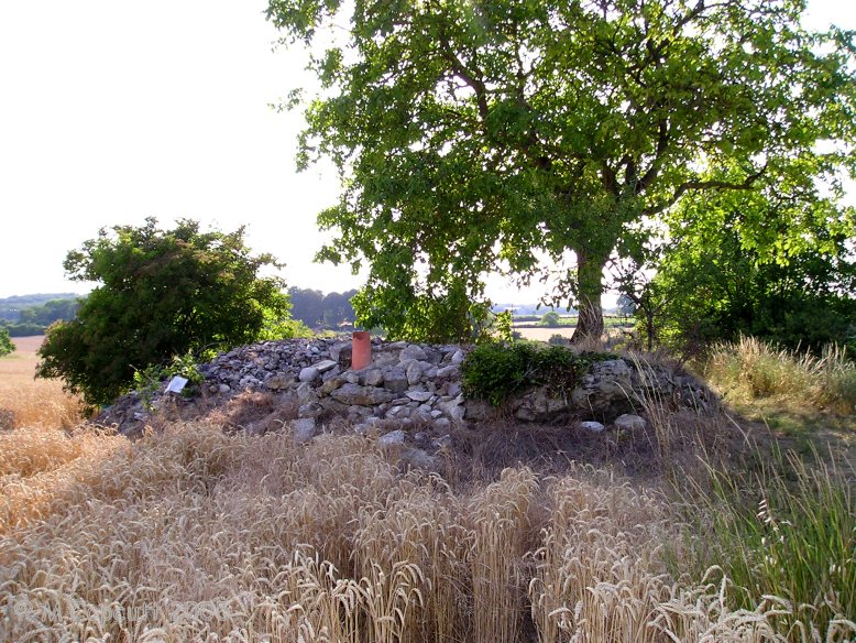 What's left of this Angevine dolmen is still within a mound, although how ancient the mound is I wouldn't like to say. 

The odd thing is that it has been lived in, and the inside has been rebuilt with stone blocks to allow a doorway and stairs down into it, which are not in the original entrance. It also has a fireplace and a chimney complete with pot, and a water trough. 