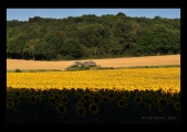 Click for full size image of Dolmen de la Pagerie (PID:244574) Dolmen de la Pagerie