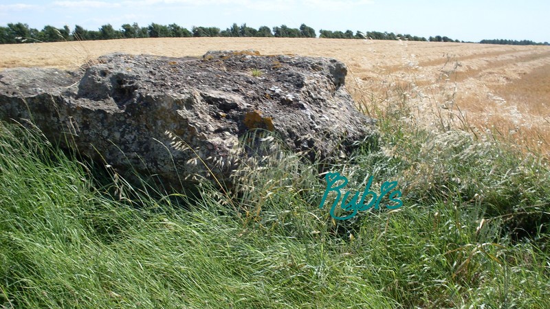Beloire dolmen This dolmen was breaking up before 1900 but the stones were left on the site.
In the sixties or in the seventies an archaeologist decided to move it up at the same place.
It has another name: dolmen de Beauregard, given from a farm around.
This dolmen can be found between Meschers sur Gironde and Semussac. At the crossroad of the silo, take the white signposts
