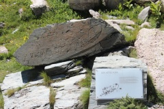 Gravures Rupestres de Fontanalba