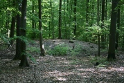 Schlechberg Grabhügelgruppe - PID:47036