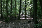 Schlechberg Grabhügelgruppe - PID:47037