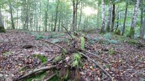 Rübgarten Grabhügelgruppe