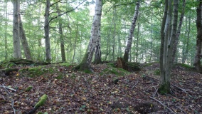 Rübgarten Grabhügelgruppe