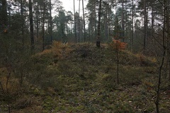 Kraftshofer Forst
