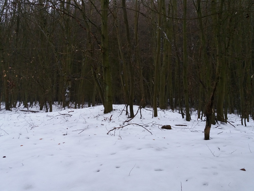 Click for the gallery page to add comments and vote (PID:161694) Hügelgräberfeld Hohenwalde