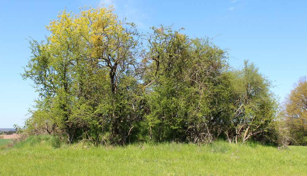 Click for the gallery page to add comments and vote (PID:107136) Altkuenkendorf Huegelgraberfeld