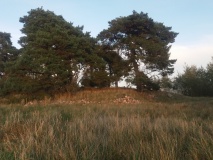 Hügelgrab Schönow