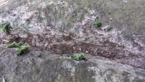 Rillenstein Hammelspring 1