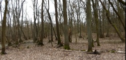 Altlandsberg Slawenburg - PID:290872